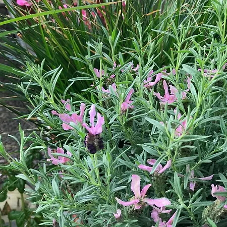 Cascade Superior دوسلدورف