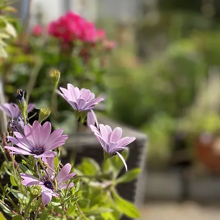 Cascade Superior فندق دوسلدورف