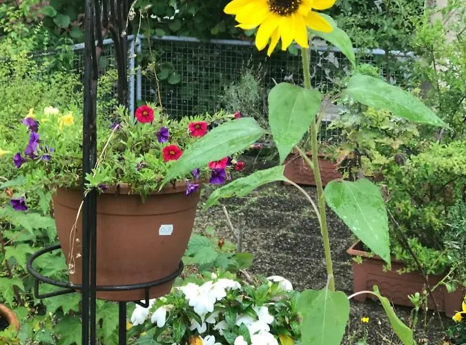 Cascade Superior 3* Дюссельдорф