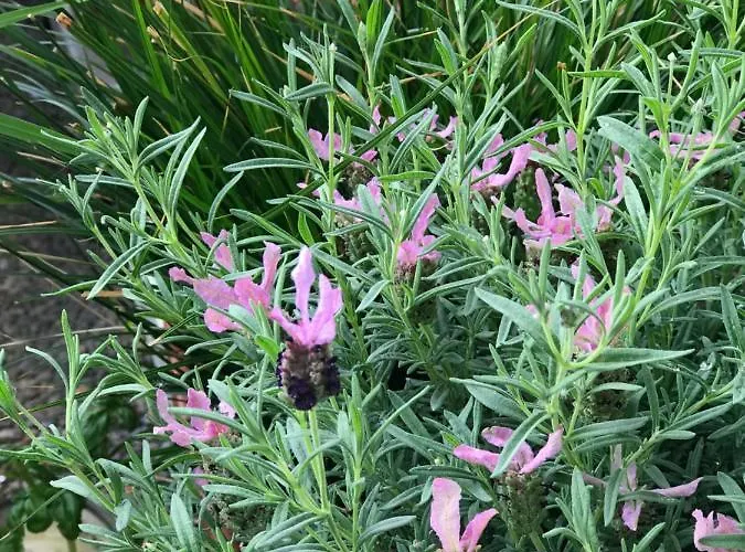 Cascade Superior Düsseldorf